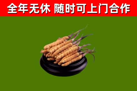 红河市回收冬虫夏草