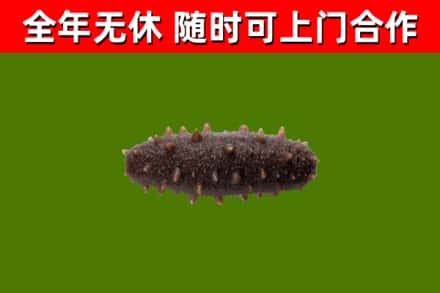红河市回收海参干
